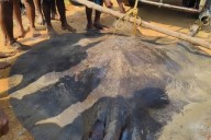 Giant 100-kg 'Sankuch' fish caught from Odisha’s Devi River; sold at Rs 50k