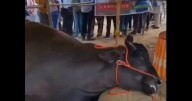Tradition or exploitation: ₹21 cr buffalo dies at Rajasthan fair