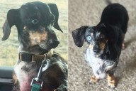 Dog Found Alive 7 Days After Being Flung from Car in Terrifying Crash