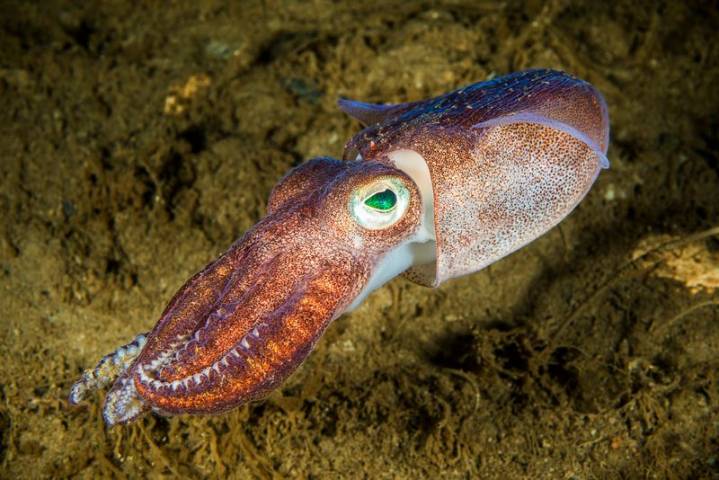 New deep-sea 'Octopus Squid' discovered in Arabian Sea