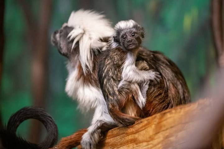 Cotton-Top Tamarin Born at a Zoo in Minnesota: See Adorable Photos