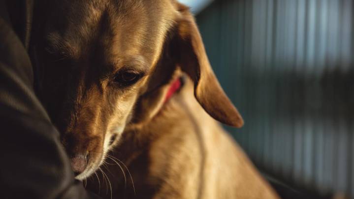 Douglas County bans animal sales in public spaces