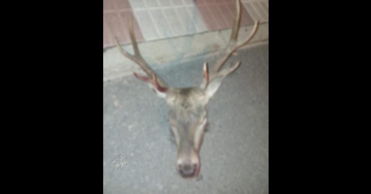 Le sorprenden cuando conducía borracho, sin carnet y con una cabeza de ciervo cortada en el coche
