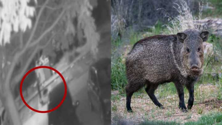 Vigilante Mata a Golpes a Pecarí, Especie Protegida, en Fraccionamiento de Altamira, Tamaulipas
