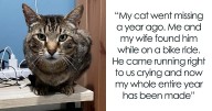 26 Stories Of Owners Finding Missing Cats Years After They Disappeared