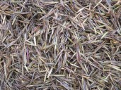 Tribal nations lead wild rice revival in Michigan’s lakes and streams