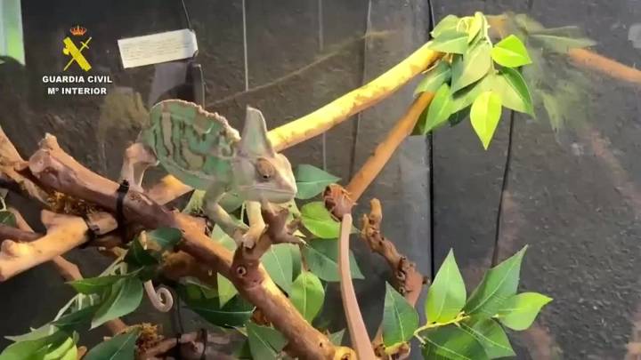 Intervenidos casi 500 animales exóticos en un falso refugio de Ávila, algunos procedentes de Badajoz More