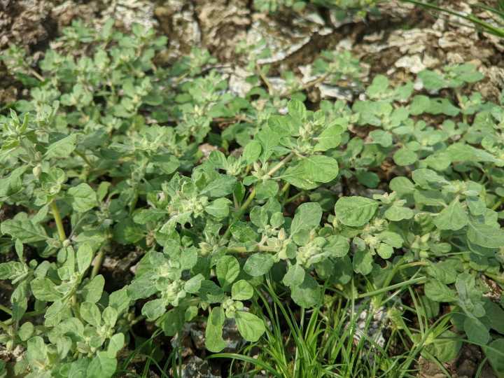 Descubren la súper planta más resistente al calor y que podría revolucionar la agricultura