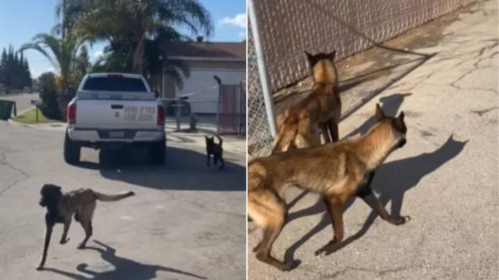 California Shelter Staff Witness Heartbreaking Loyalty As Abandoned Dogs Chase After Their Owner