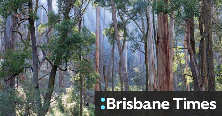 Victorian forest wars: Wombat and Lerdederg State Forests to become national park