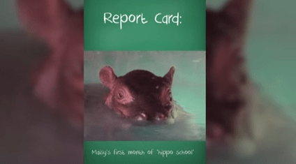 Maisy the hippo growing fast at BioPark