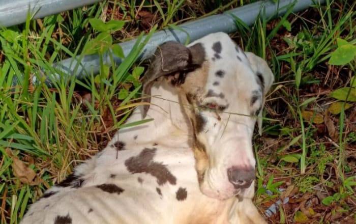 Emaciated Great Dane named Miracle found in Jacksonville, community urged to help find person responsible