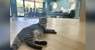 New cat cafe in Ellicott City seeks to find adoptable cats a new home