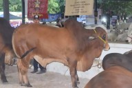 Descartan casos de gusano barrenador en la exposición ganadera de la Feria Yucatán Xmatkuil