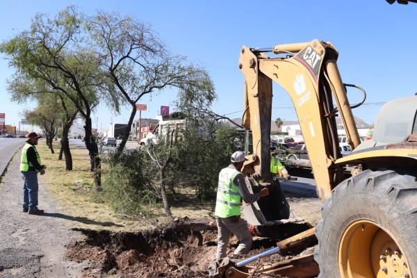 Reubican 158 árboles en zona de construcción de paso superior