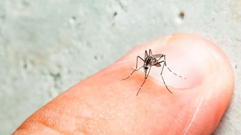 Dengue en Paraná: realizan bloqueos preventivos
