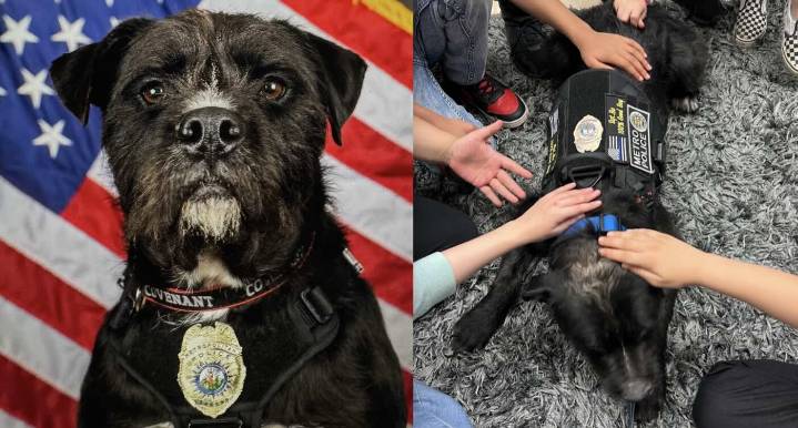 Stray Mutt Just Won 2025 Hero Dog Award for Soothing Families After School Shooting