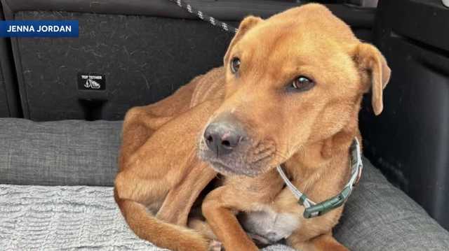 Comet the dog found 28 days after disappearing from Nottingham home