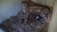 4 cheetah cubs were born during shutdown at Virginia Smithsonian location, institute says