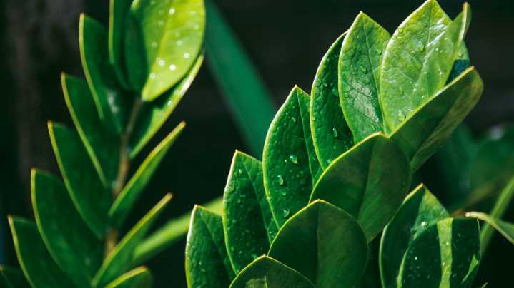 Keep Your ZZ Plant Happy Throughout Winter With One Essential Tip