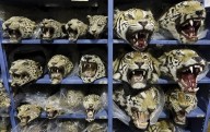 Empeora el tráfico mundial de tigres; se incautan 9 grandes felinos por mes