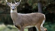 What you need to know before firearm deer season opens