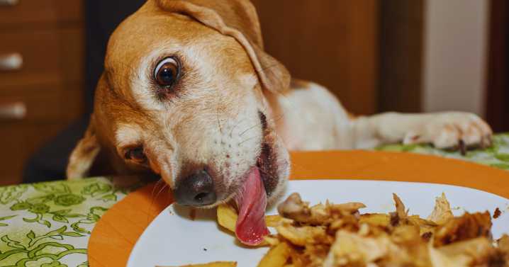 Tips to keep your pet safe this Thanksgiving