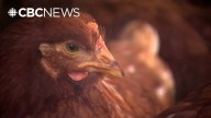New bird flu cases found around Edmonton