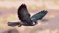 What are Amur falcons? Migratory birds with an incredible journey once hunted in Nagaland
