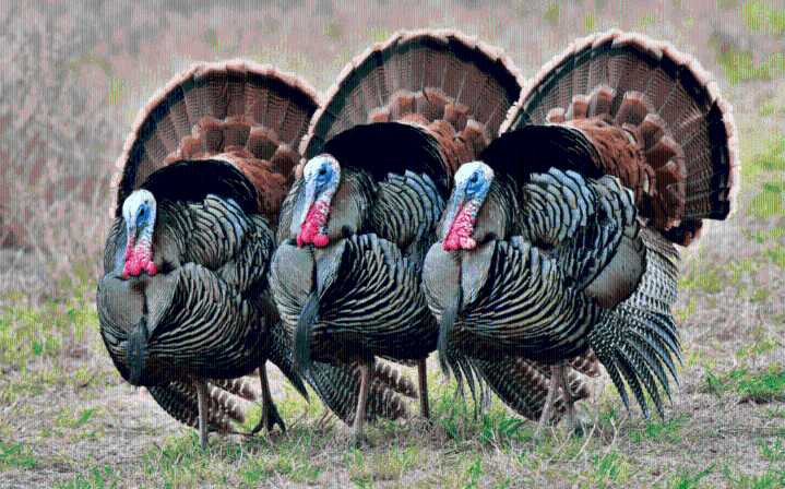 Wildly Successful: Turkey