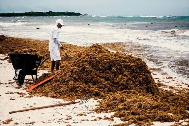 Buscan aprovechamiento del sargazo en México