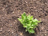 Make sure plants are cozy in mulch before winter