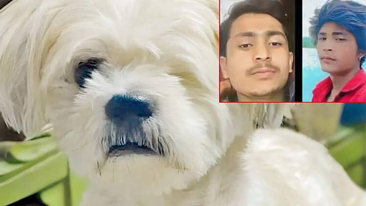 Mumbai: Photos Of Suspects Who Stole 1-Eyed Elderly Dog Released, Public Help Sought To Trace Them