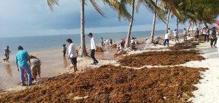 Recibió Cancún en 2025 cuatro veces más sargazo que el año pasado