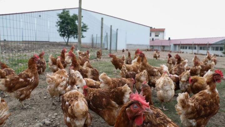 La gripe aviar revoluciona el gallinero: estos son los ocho concejos asturianos que deberán confinar sus aves a partir de lunes 10 de noviembre