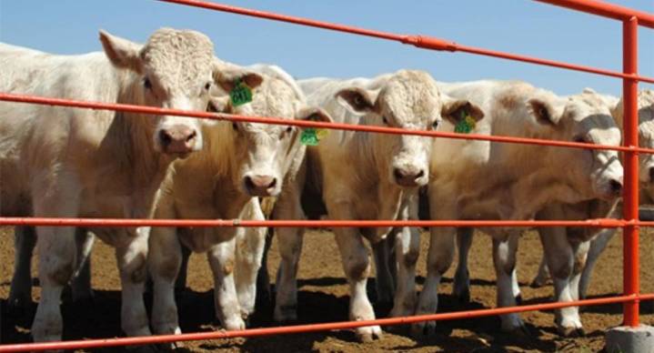 México podría reanudar exportación de ganado a EEUU a un año del primer caso de gusano barrenador, señala Agricultura