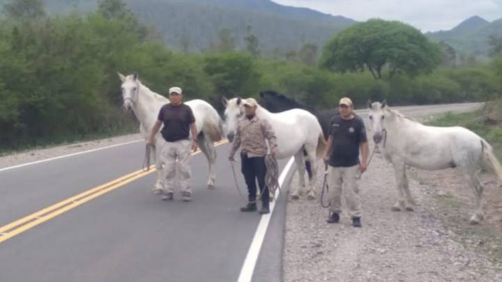 Secuestran cuatro caballos que estaban sueltos en Palpalá