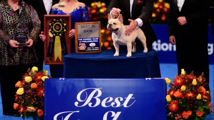 Where to watch National Dog Show 2025: Time, TV channel, live stream for Thanksgiving Day broadcast