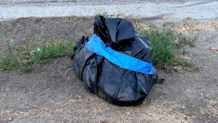 California Rescuer Shaken After Finding Puppies With Their Lifeless Mom And Fights To Help Them