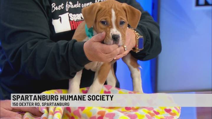 Pet of the Week: Celia