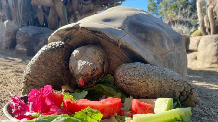 Adiós a una leyenda centenaria: Gramma, la tortuga de las Galápagos del zoológico de San Diego falleció a los 141 años