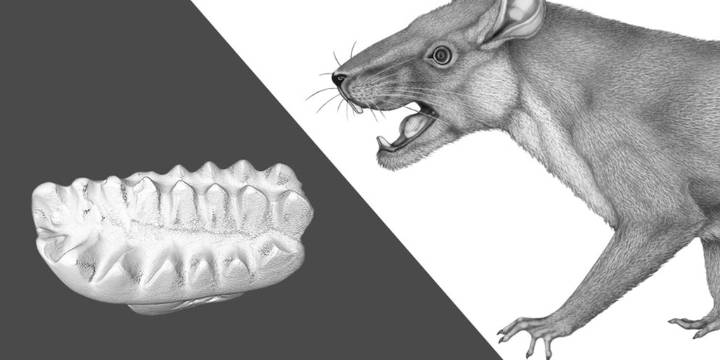 El hallazgo de un diente fosilizado en la Patagonia confirmó la existencia de un mamífero antiguo que convivió con los dinosaurios