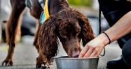 Warning issued to any dog owner who gives their pets tap water
