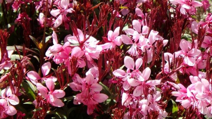 La planta ideal para jardines soleados: resistente, decorativa y de bajo mantenimiento