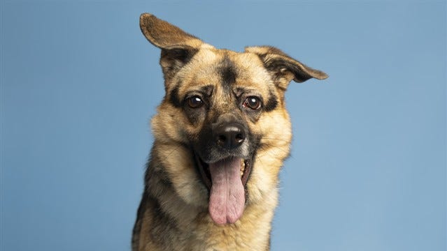 Phoenix pet adoptions: Bring one of these furry friends home