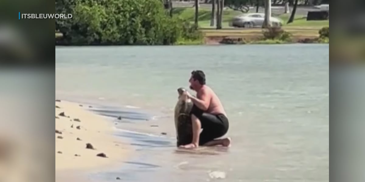 ‘Knock it off’: Viral video of man picking up honu sparks outrage