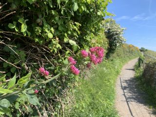 Nature-Based Exercise and Mental Well