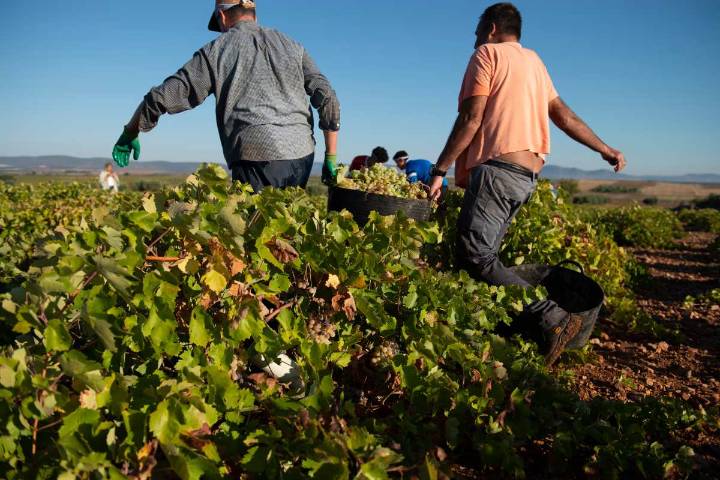 Cooperativas Agro-alimentarias de Castilla-La Mancha, contraria a contratar inmigrantes ilegales como temporeros