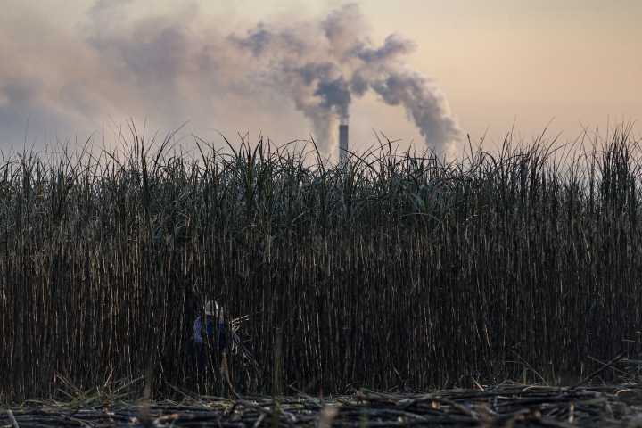 COP30’s biofuel gamble could cost the global food supply