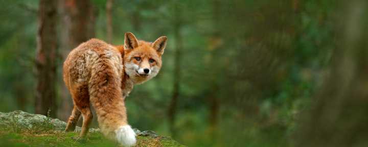 Rabies alert issued by Alexandria Health Department after fox tests positive